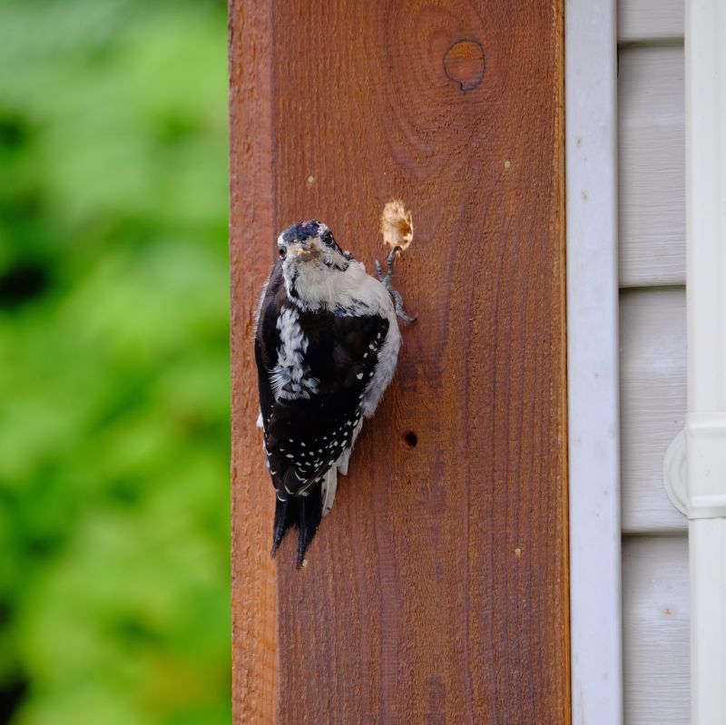 Woodpecker Hole Repair in Fall