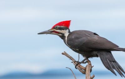 Woodpeckers Cause Damage